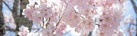 桜の開花が発表されました