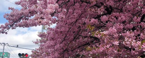 今年も桜が咲きました！